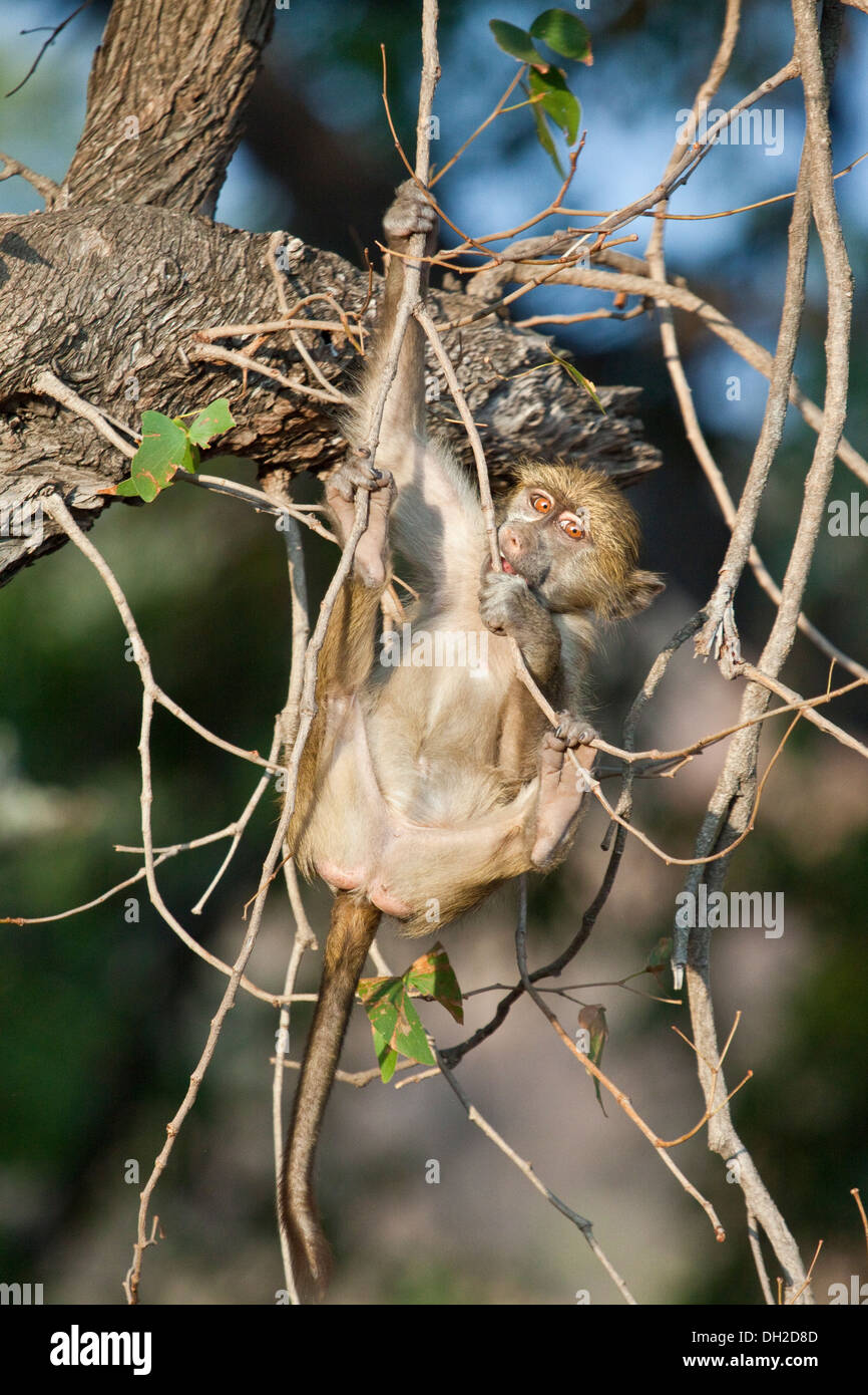 Baby Baboon jouant dans un arbre Banque D'Images Baby Baboon jouant dans un arbre Banque D'Images