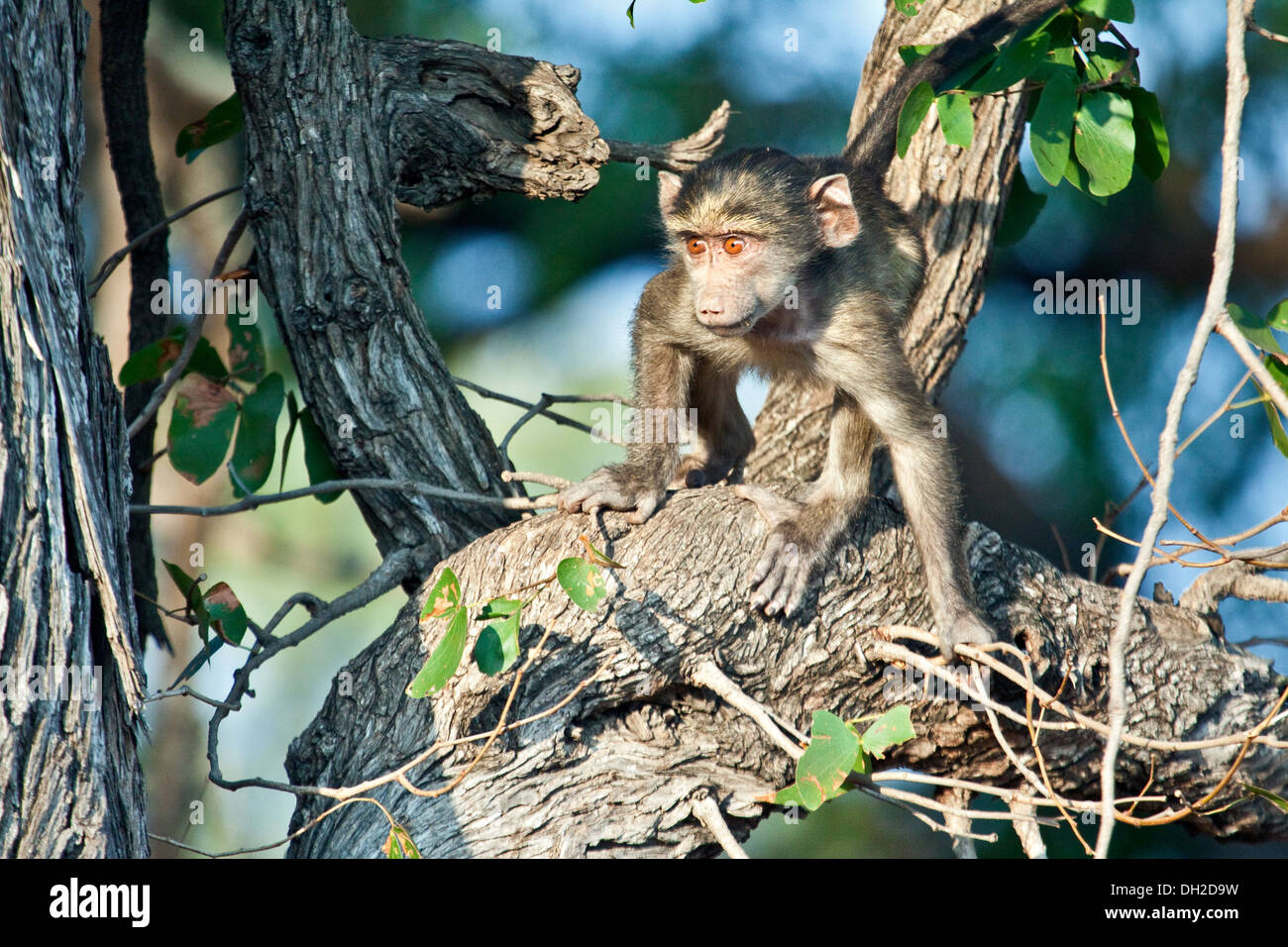 Baby Baboon jouant dans un arbre Banque D'Images Baby Baboon jouant dans un arbre Banque D'Images