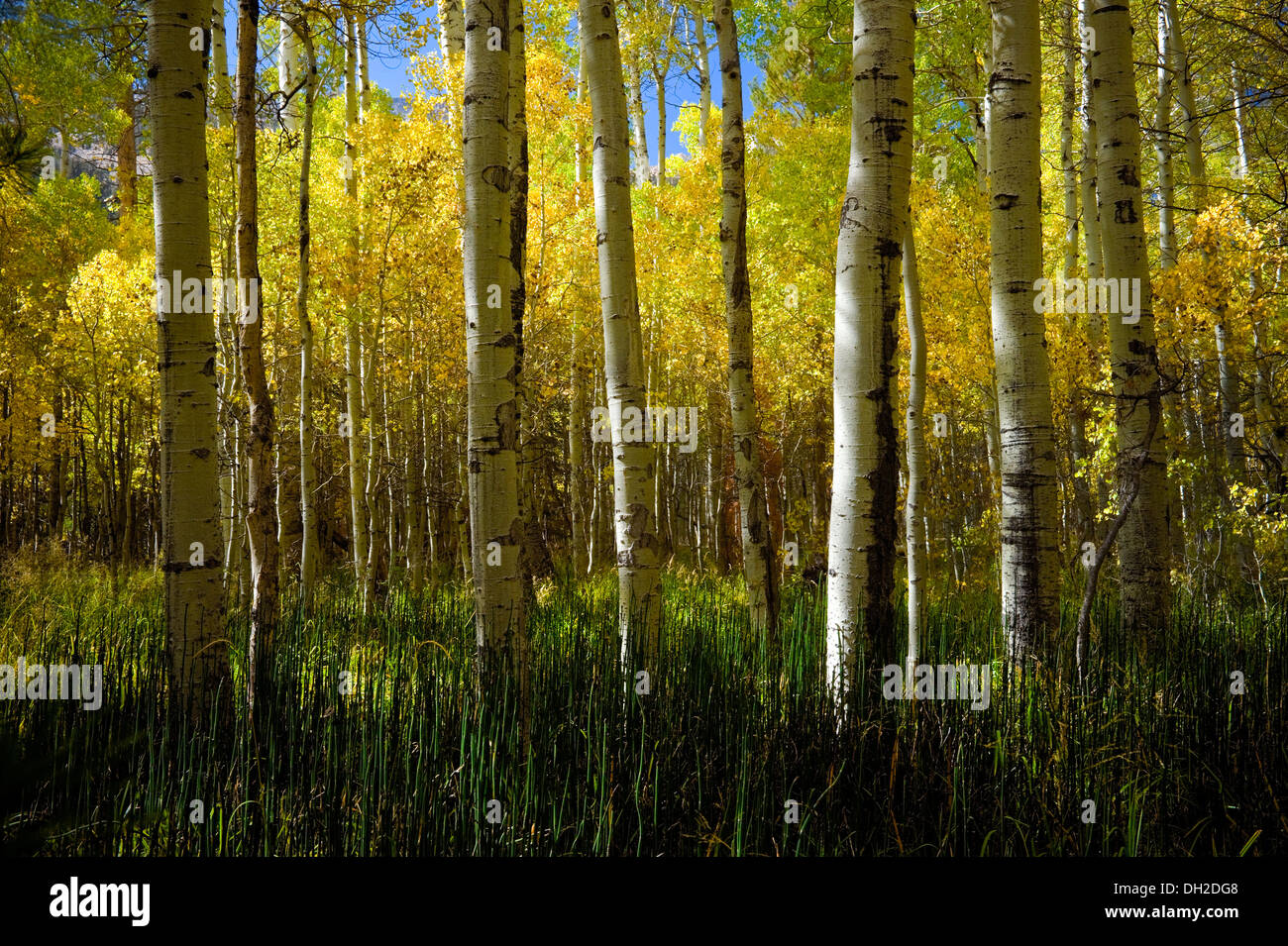 La couleur de l'automne dans la région de Lee Vining Canyon, Owens Valley, Californie Banque D'Images
