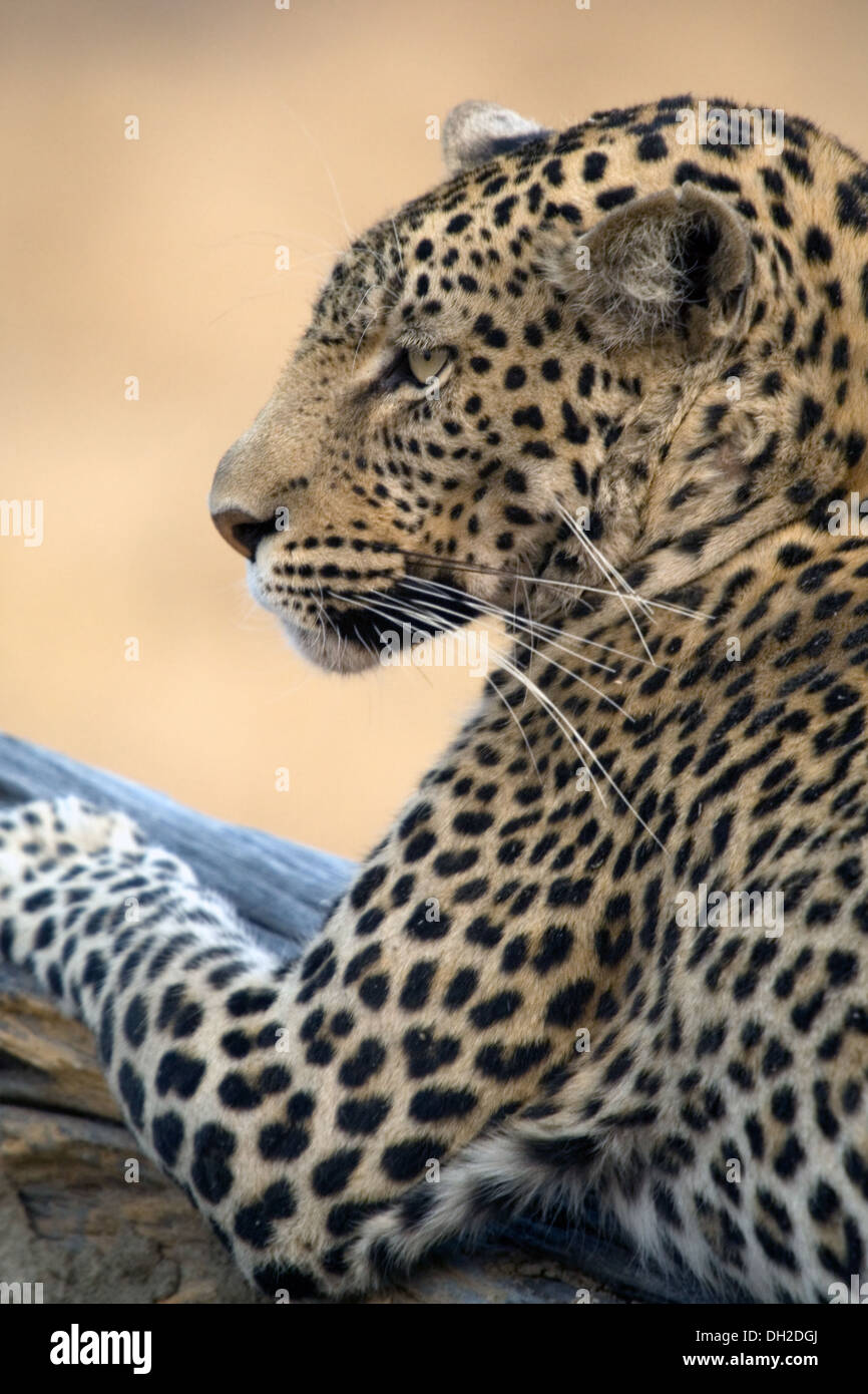 Leopard se prélasser dans un arbre Banque D'Images Leopard se prélasser dans un arbre Banque D'Images