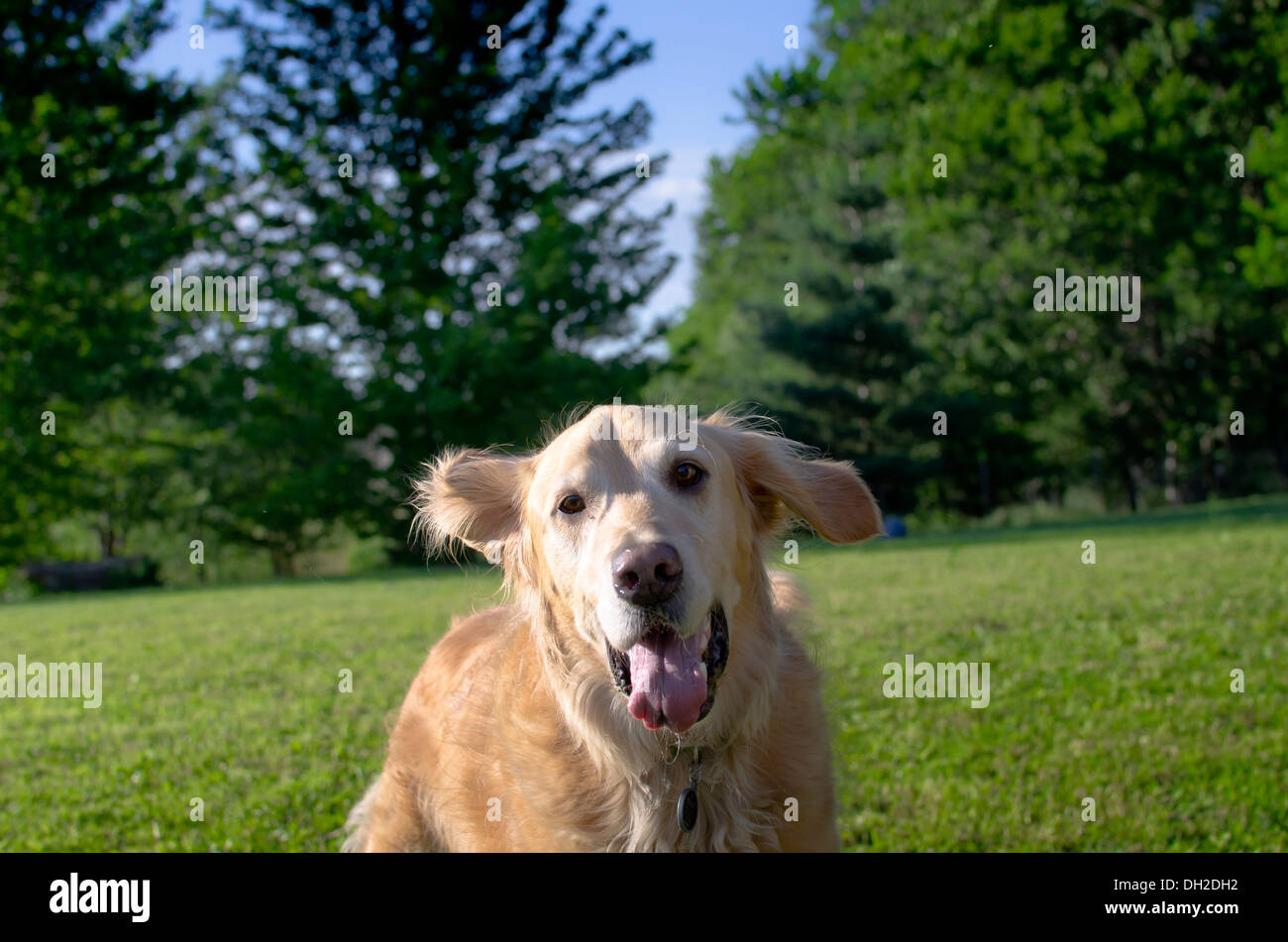 Max aime les balles de tennis ! Banque D'Images