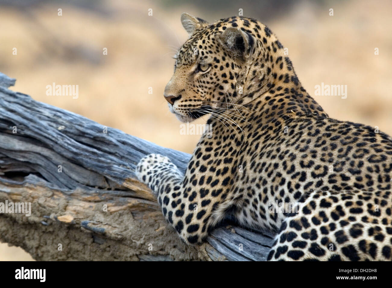 Leopard se prélasser dans un arbre Banque D'Images Leopard se prélasser dans un arbre Banque D'Images