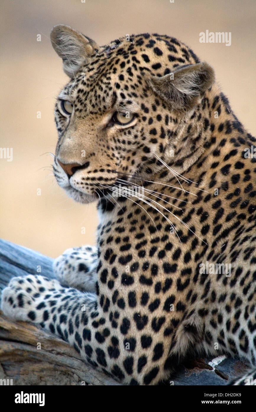 Leopard se prélasser dans un arbre Banque D'Images Leopard se prélasser dans un arbre Banque D'Images