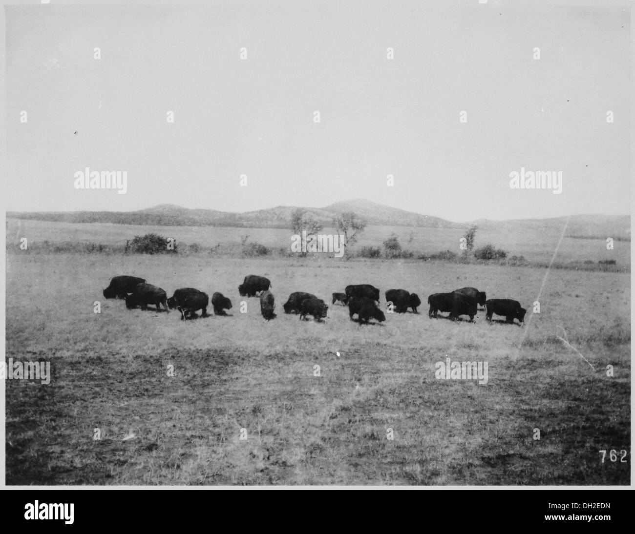 Des buffles sont vus paissant près des parcs à buffles dans la forêt nationale de Wichita, Oklahoma, dans une image historique du 11 mars 1908. La photographie met en valeur la faune et la nature de la région. Banque D'Images Des buffles sont vus paissant près des parcs à buffles dans la forêt nationale de Wichita, Oklahoma, dans une image historique du 11 mars 1908. La photographie met en valeur la faune et la nature de la région. Banque D'Images