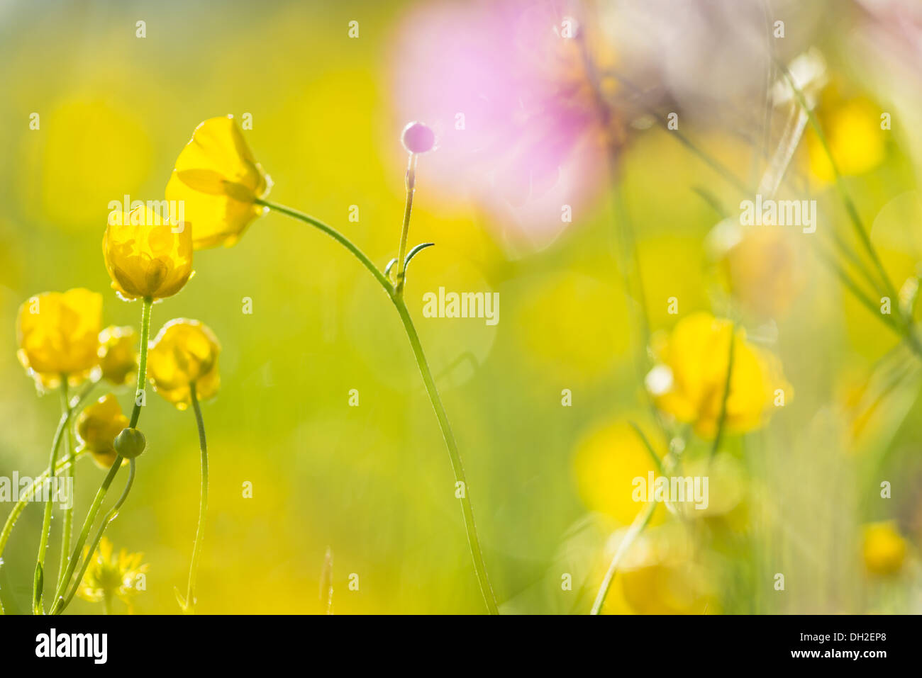 La Renoncule rampante, Laponie, Suède Banque D'Images