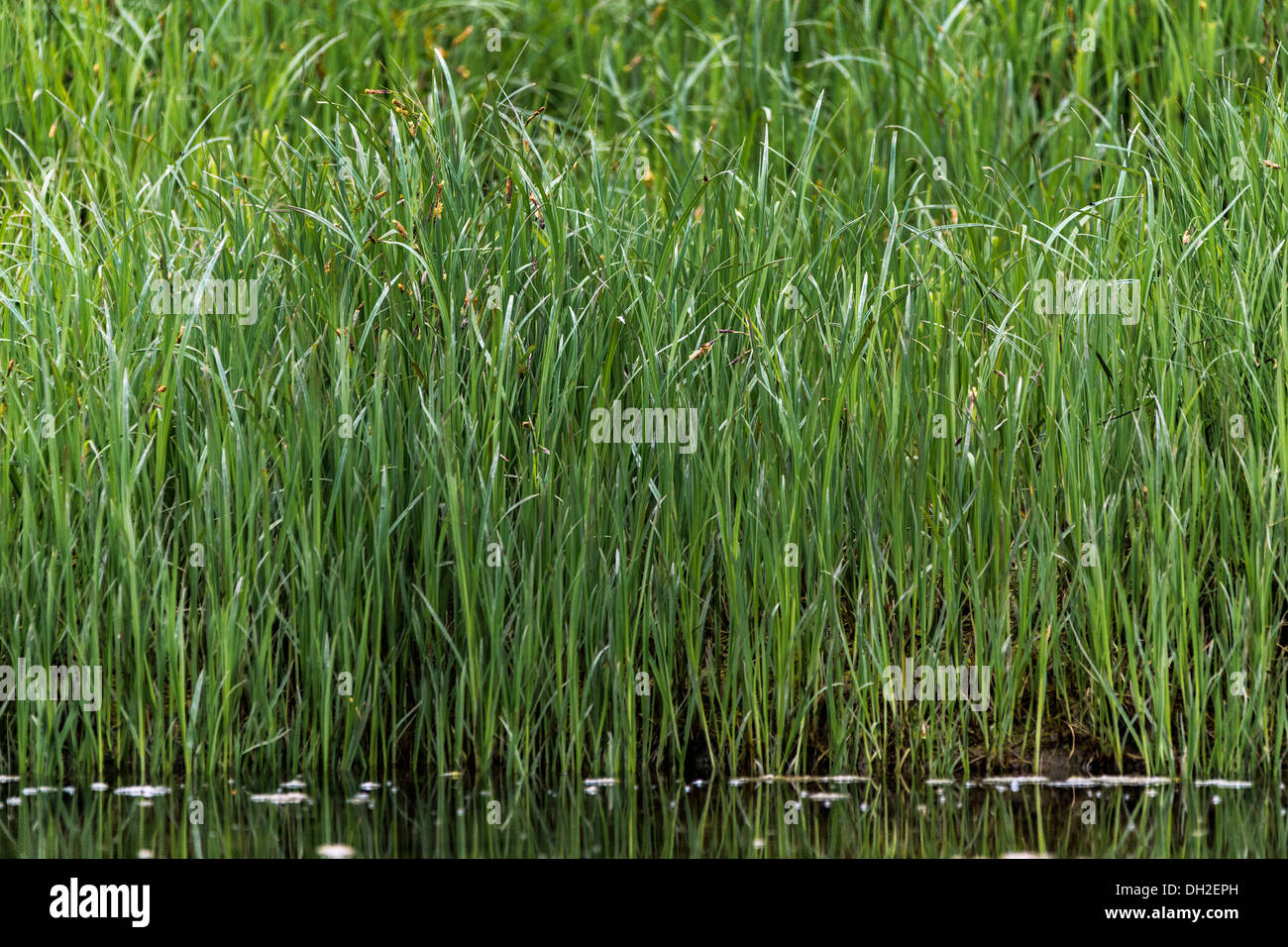 L'herbe pousse de carex de printemps dans l'estuaire de la rivière Khutze Inlet Khutze, mi-côte Colombie-Britannique Banque D'Images