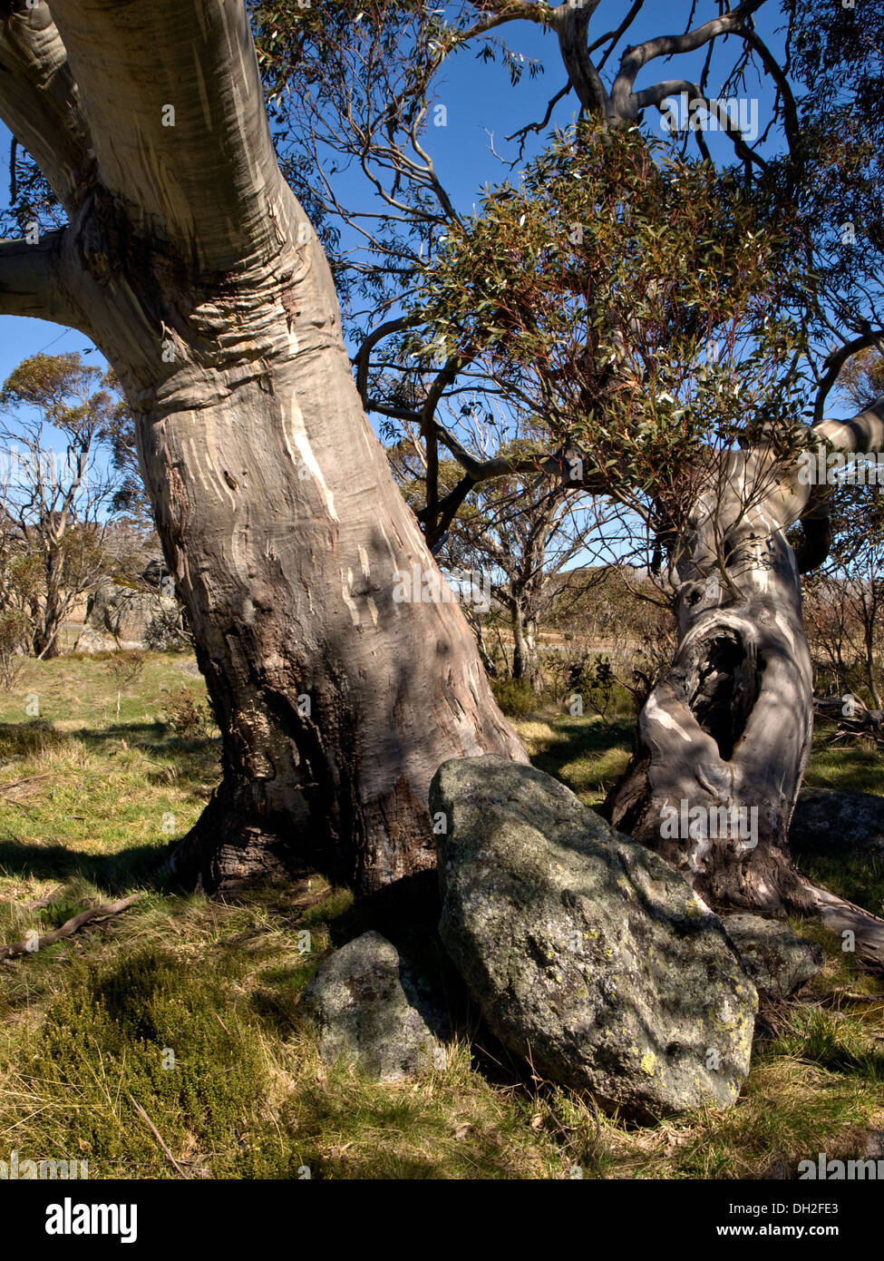 Snow gum (Eucalyptus), montagnes enneigées, NSW, Australie Banque D'Images