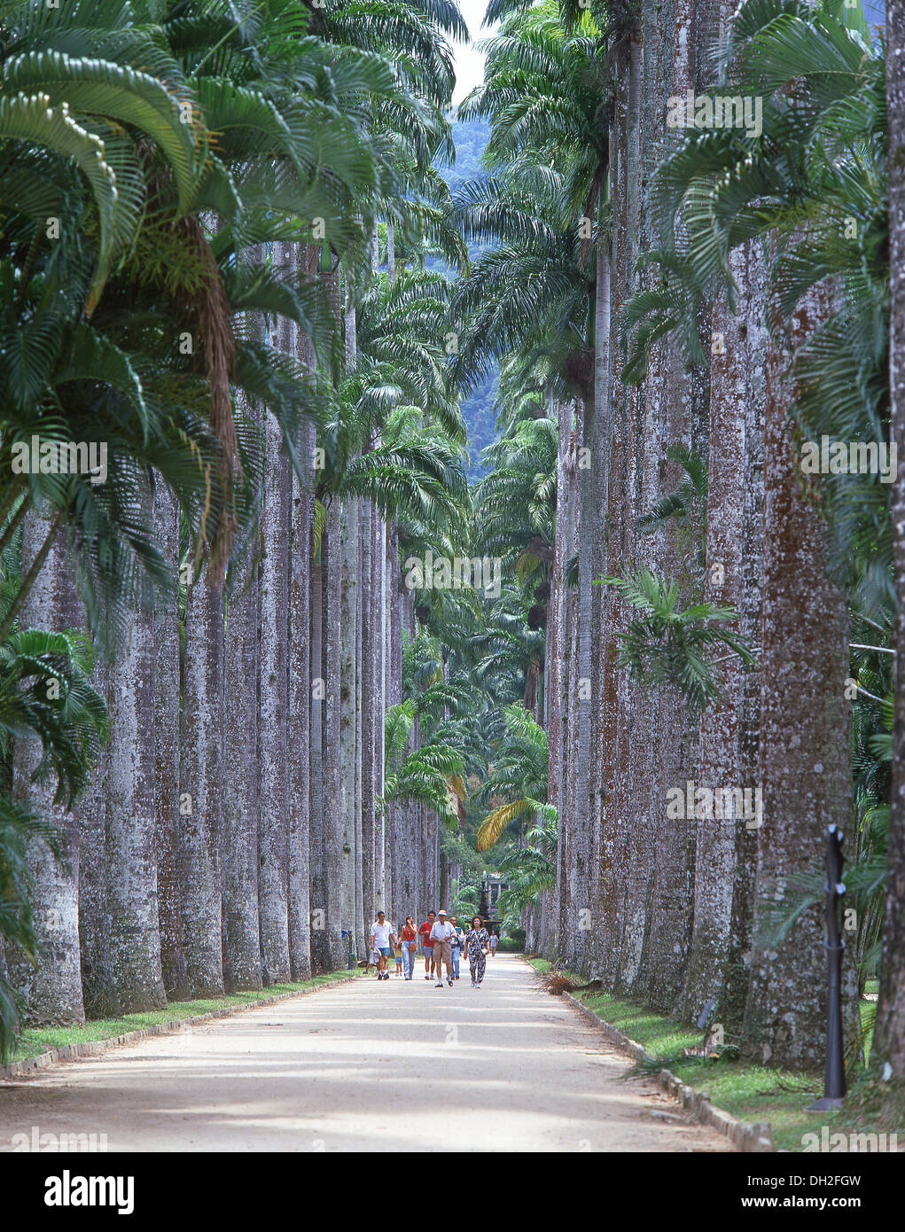 Avenue des palmiers, Jardim Botânico do Rio de Janeiro, Rio de Janeiro, Brésil Banque D'Images
