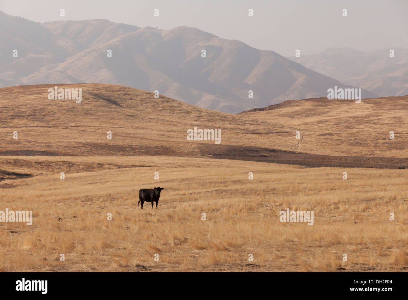 Free Range Red Angus cow dans champ herbe sèche - Coalinga, California USA Banque D'Images