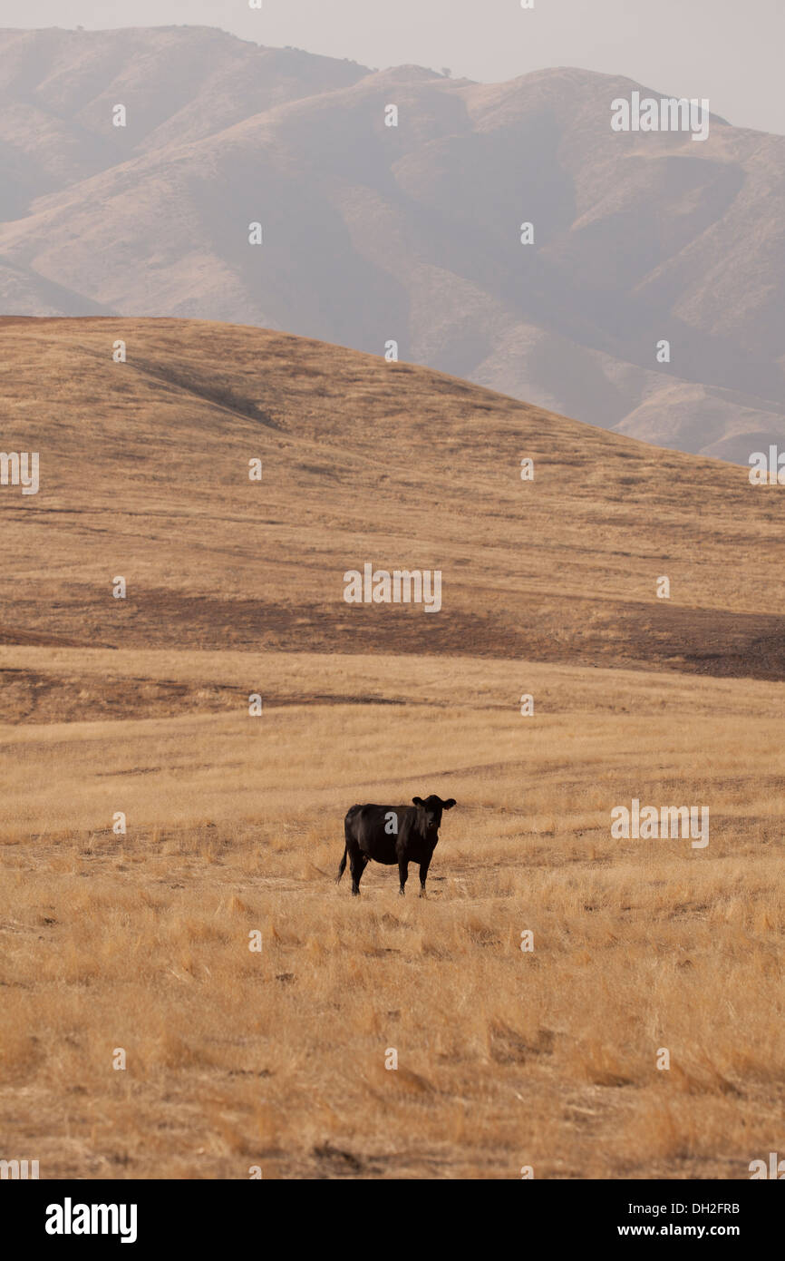 Free Range Red Angus bull en champ herbe sèche - Coalinga, California USA Banque D'Images