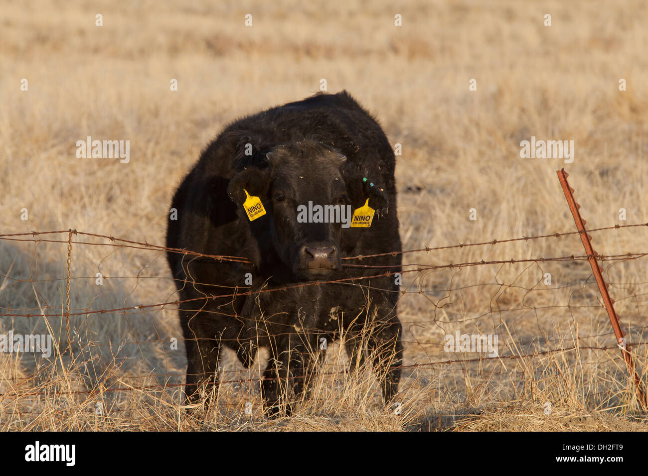 Angus cow dans champ herbe sèche - Coalinga, California USA Banque D'Images