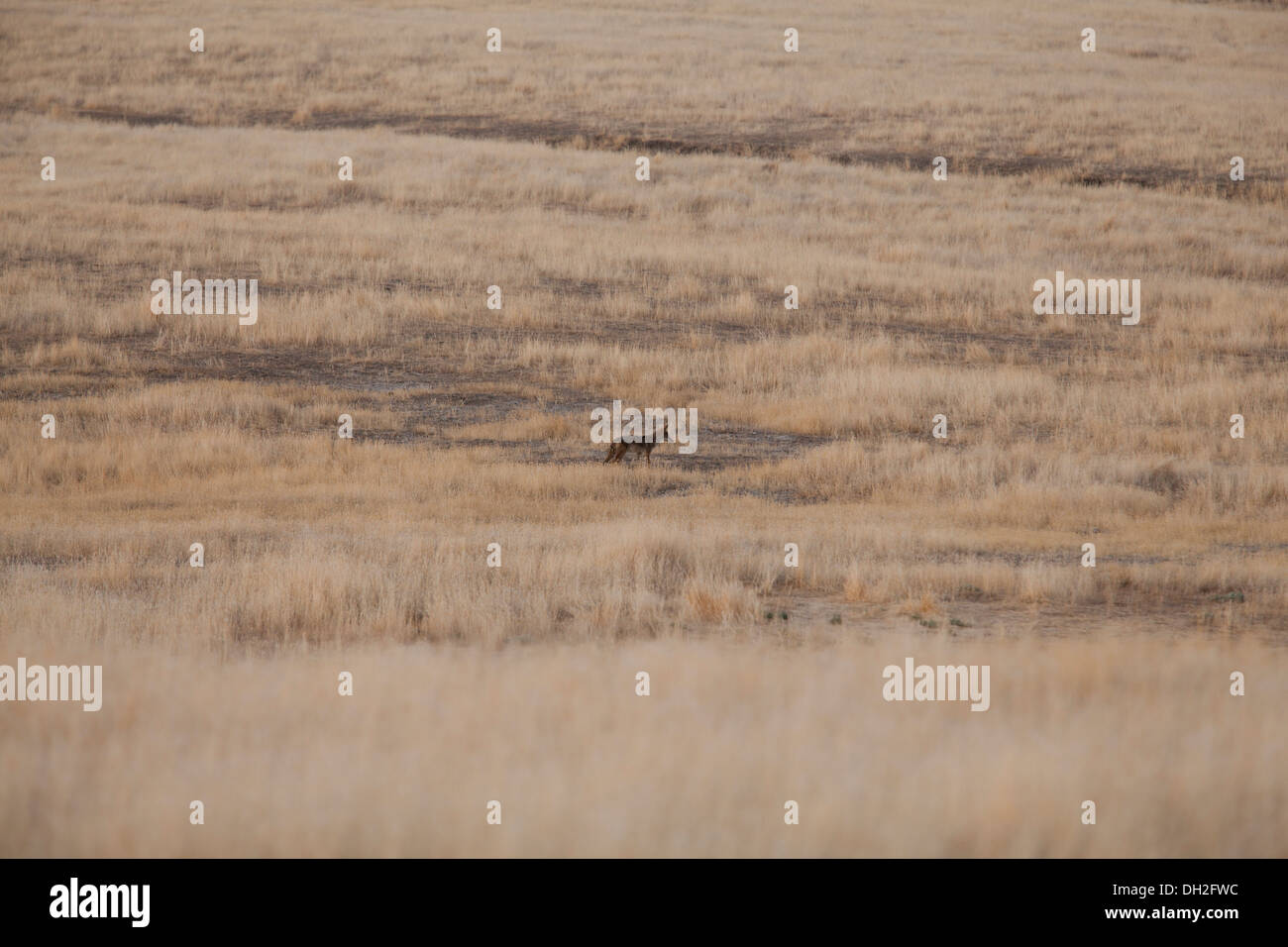 Coyote nord-américain dans le champ de l'herbe sèche (Canis latrans) - Californie, USA Banque D'Images