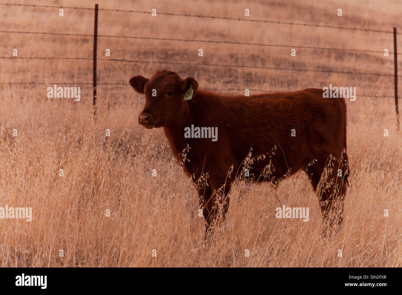 Angus rouge en veau champ herbe sèche - Coalinga, California USA Banque D'Images