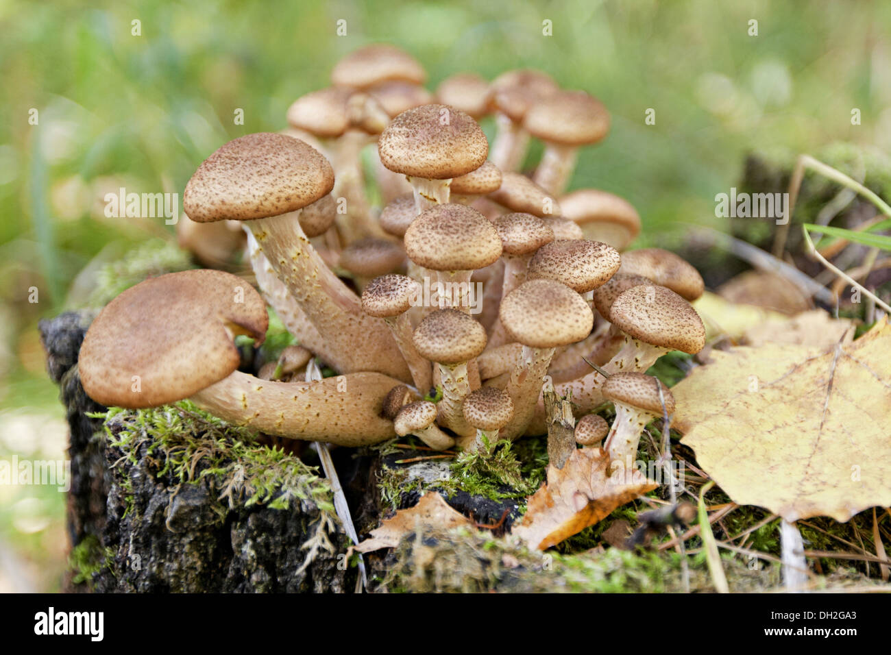 Agarics miel Banque D'Images