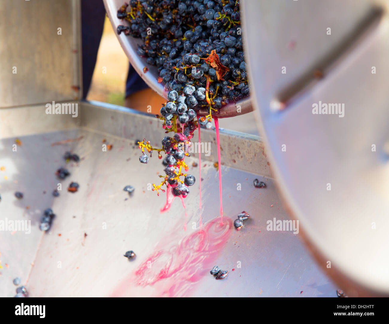 L'égrappoir concasseur tire-bouchon en vinification avec le cabernet sauvignon Banque D'Images