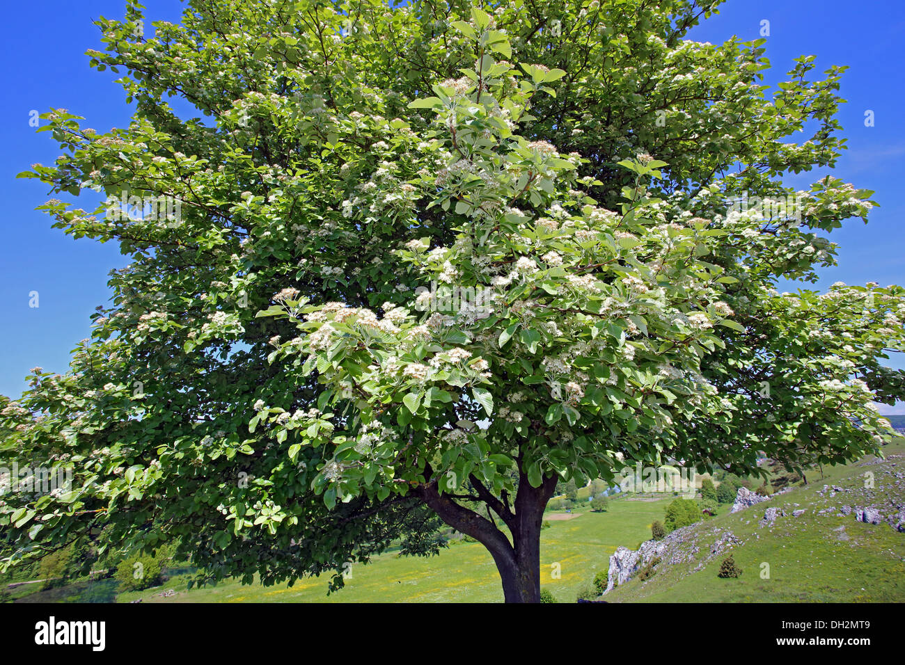 Sorbus aria Quercus palustris, Banque D'Images