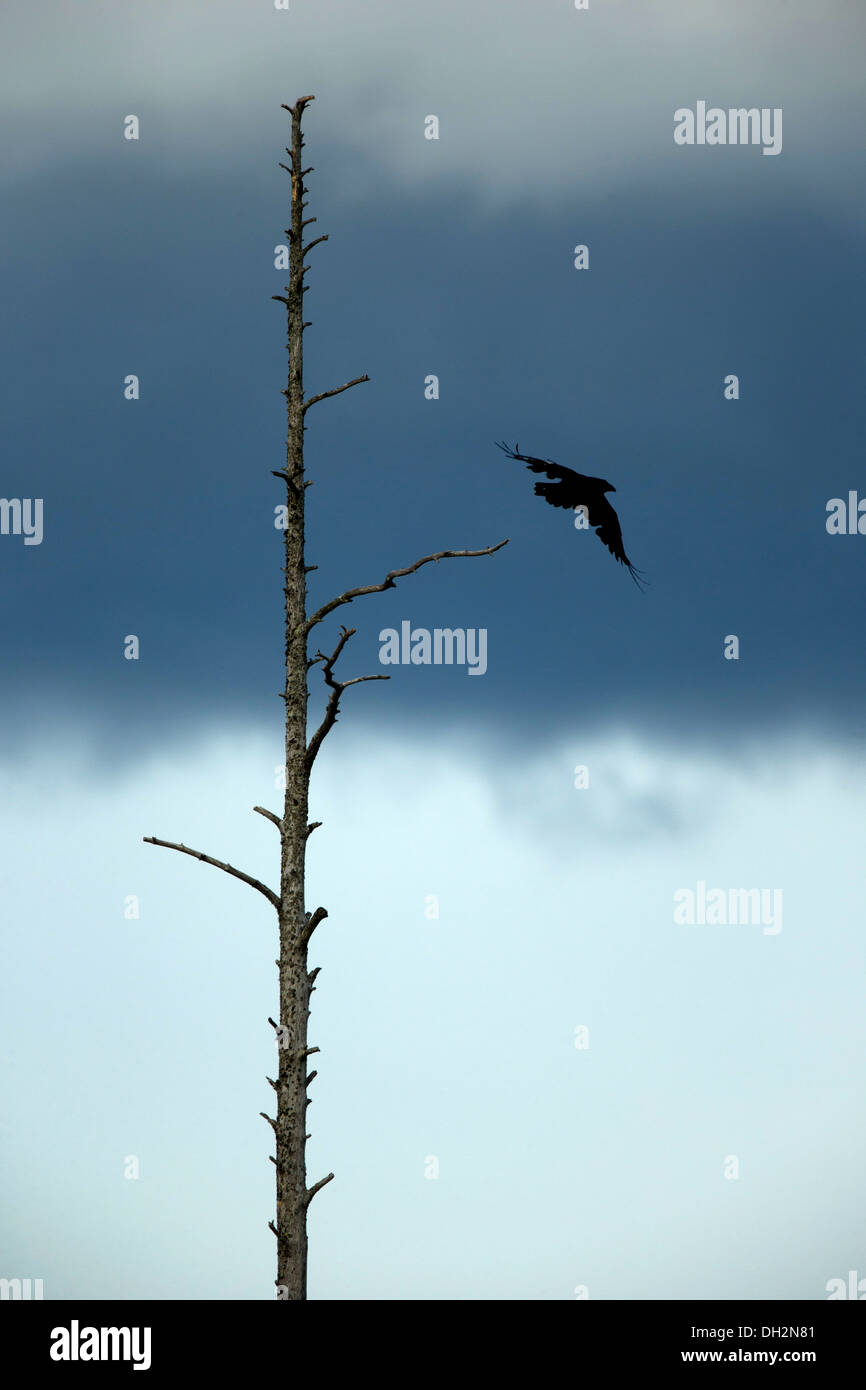 Un corbeau de quitter son perchoir dans un pin. Banque D'Images