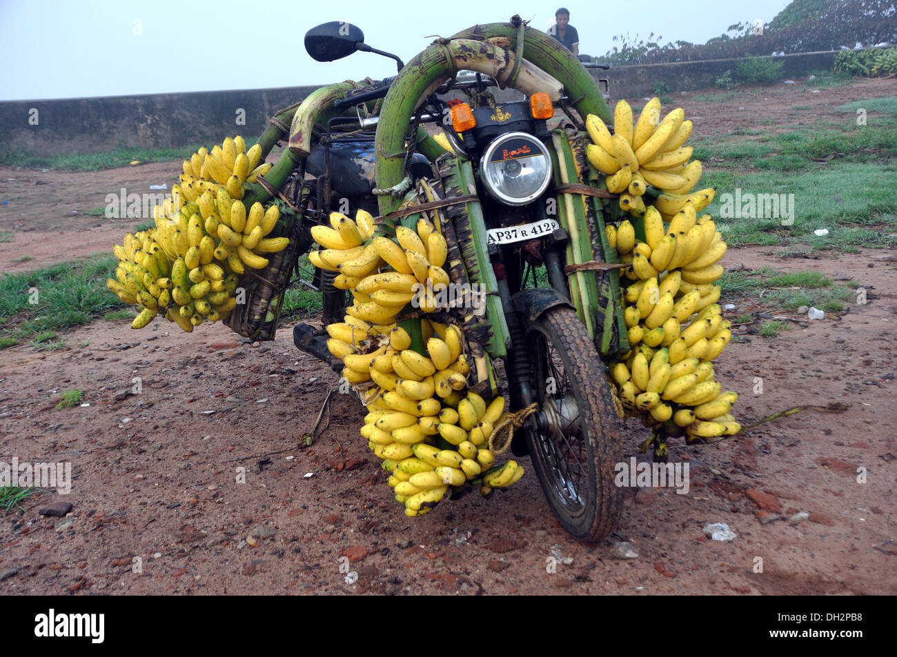 Bananes sur moto à rajahmundry Andhra Pradesh Inde Banque D'Images