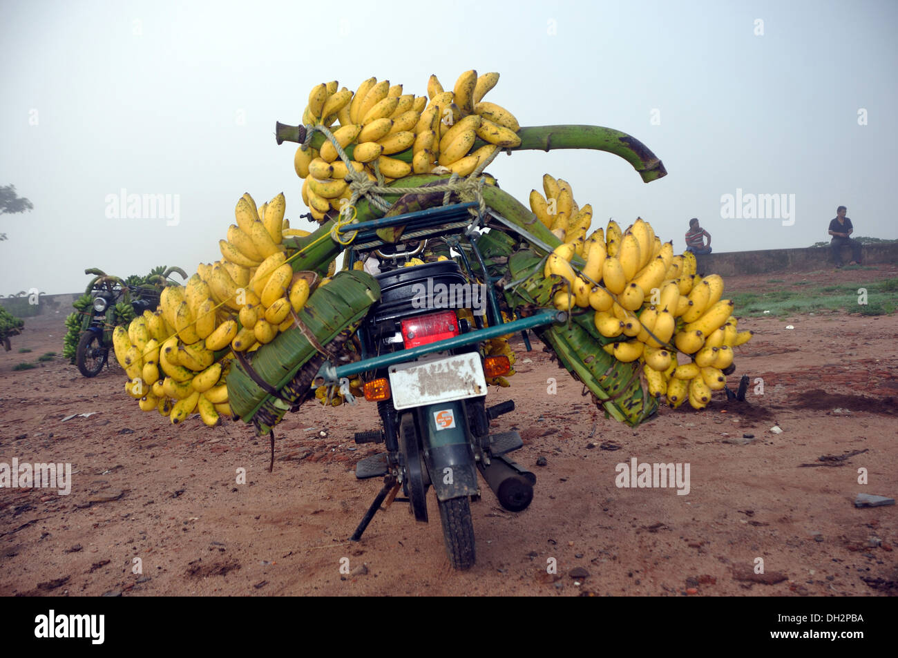 Bananes sur vélo à rajahmundry Andhra Pradesh, Inde Banque D'Images