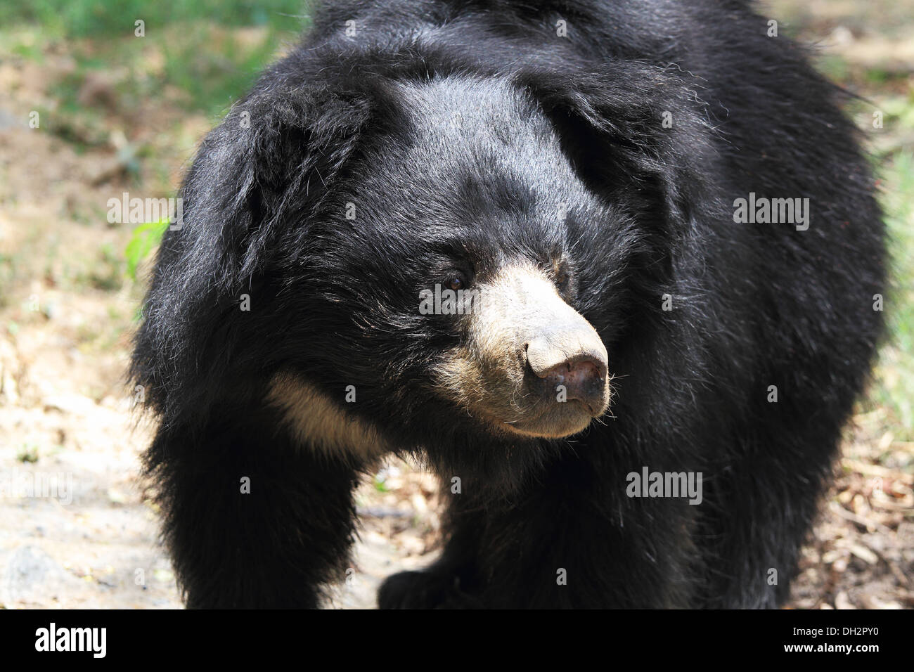 Ours d'Asie Inde Jharkhand Zoo Jamshedpur Banque D'Images