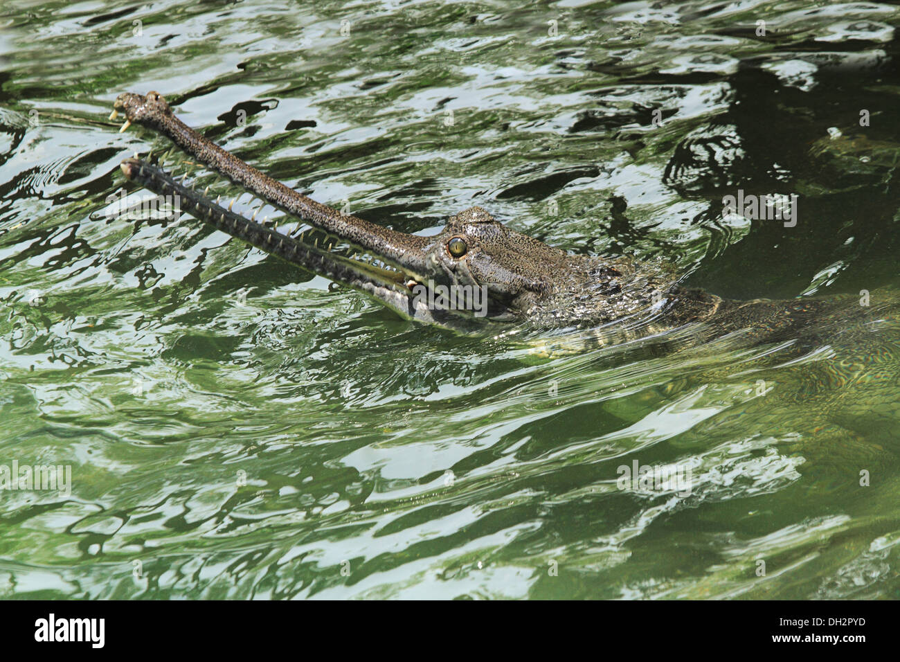Crocodile Gharial indien dans l'eau à Jamshrdpur Asie Inde Jharkhand zoo Banque D'Images