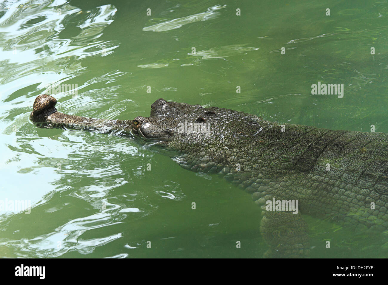 Crocodile indien gharial dans l'eau au zoo Jamshedpur Jharkhand Inde Asie Banque D'Images