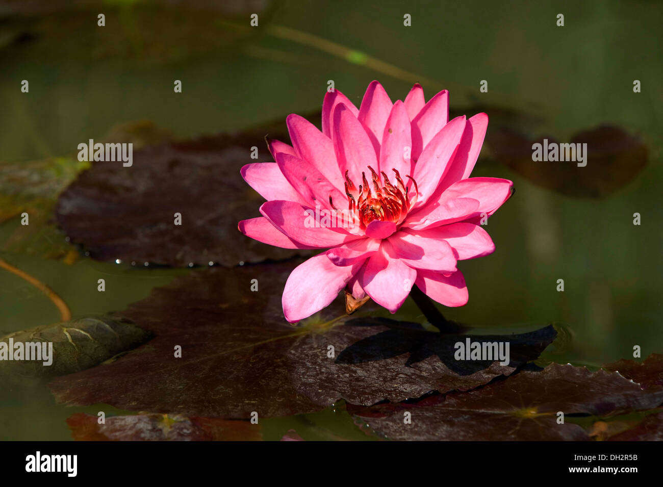 Star Water Lily flower Banque D'Images