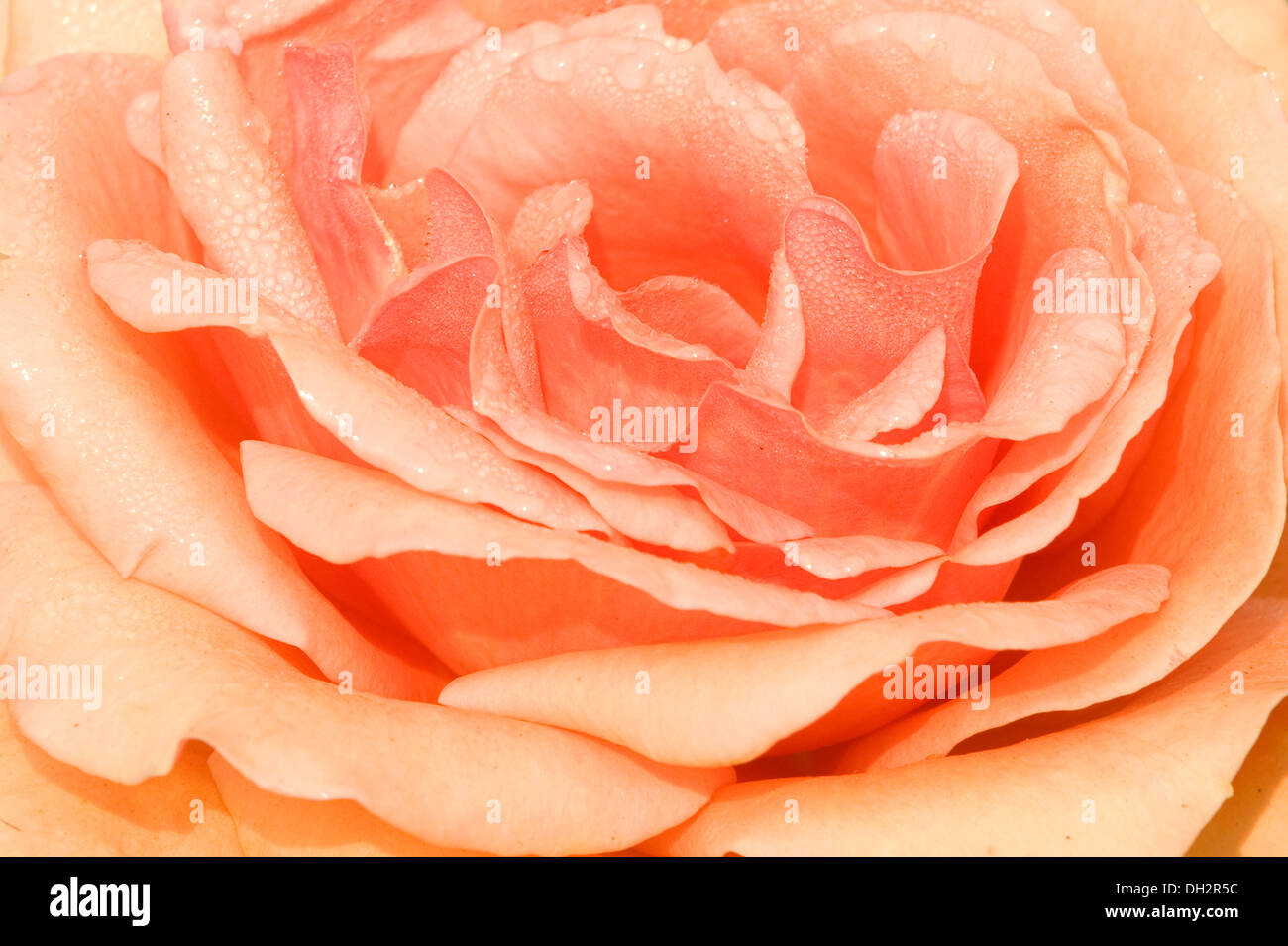 Close up de fleur rose Banque D'Images