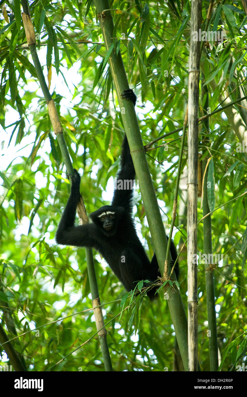 Hoolock Gibbon , Primate , Gibbons sont des singes de la famille Hylobatidae , sur le bambou , Hoollongapar Gibbon Sanctuary , Jorhat , Assam , Inde , Asie Banque D'Images