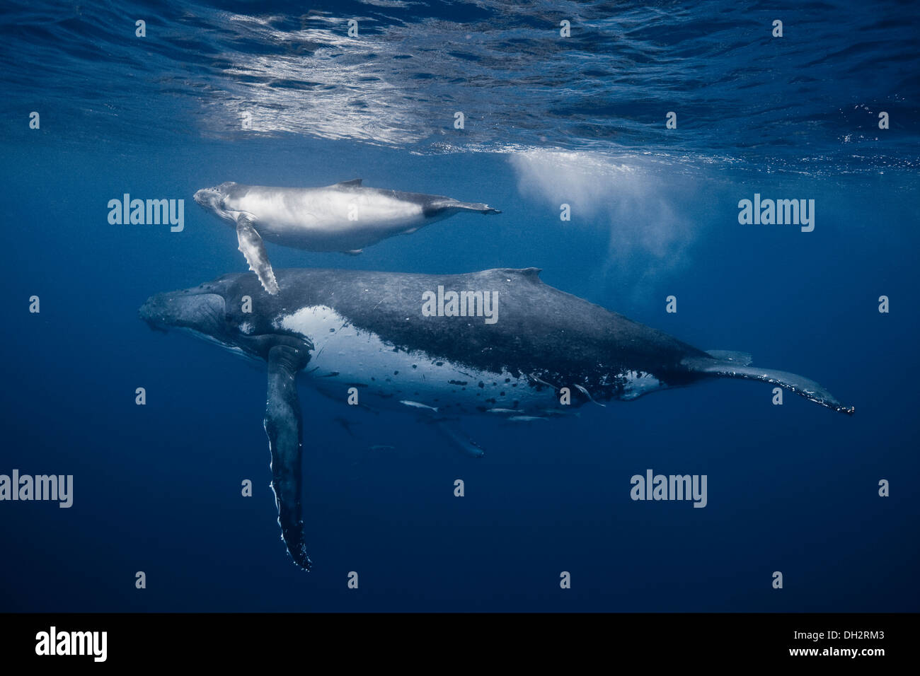 Les baleines à bosse underwater Banque D'Images
