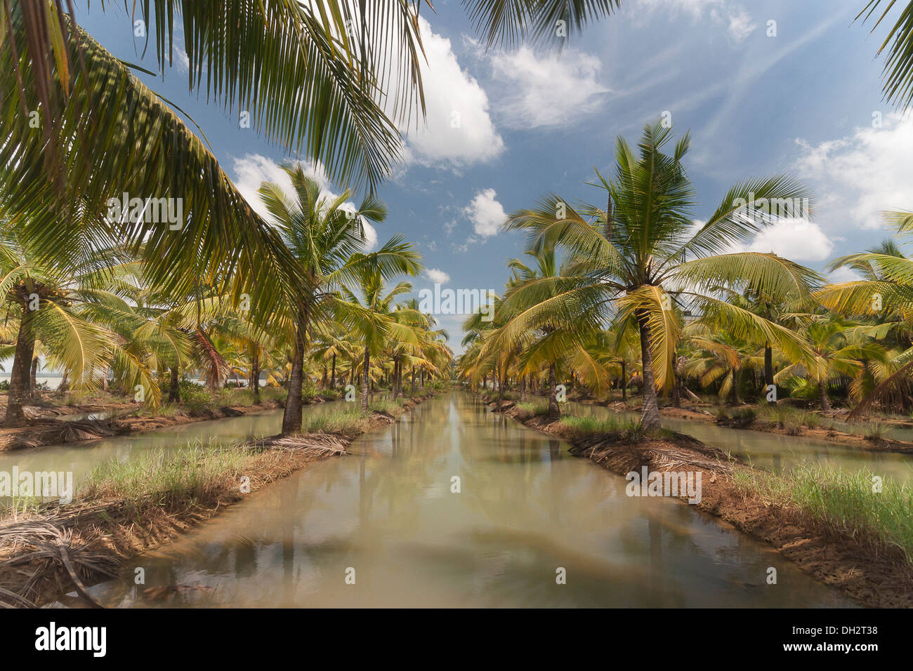 Plantation de noix de coco avec de l'eau et ciel bleu Banque D'Images