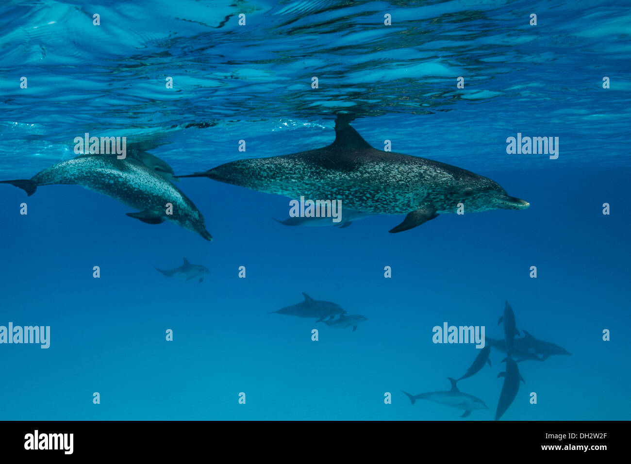 Dauphin tacheté de l'Atlantique, Stenella frontalis, Caraïbes, Bahamas Banque D'Images