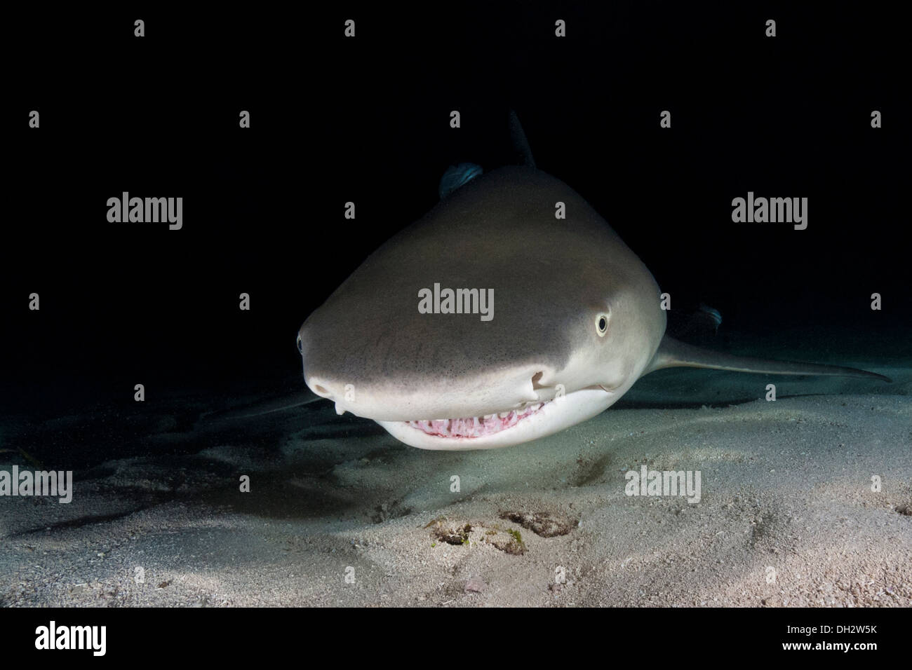 Le requin la nuit, Negaprion brevirostris, Caraïbes, Bahamas Banque D'Images