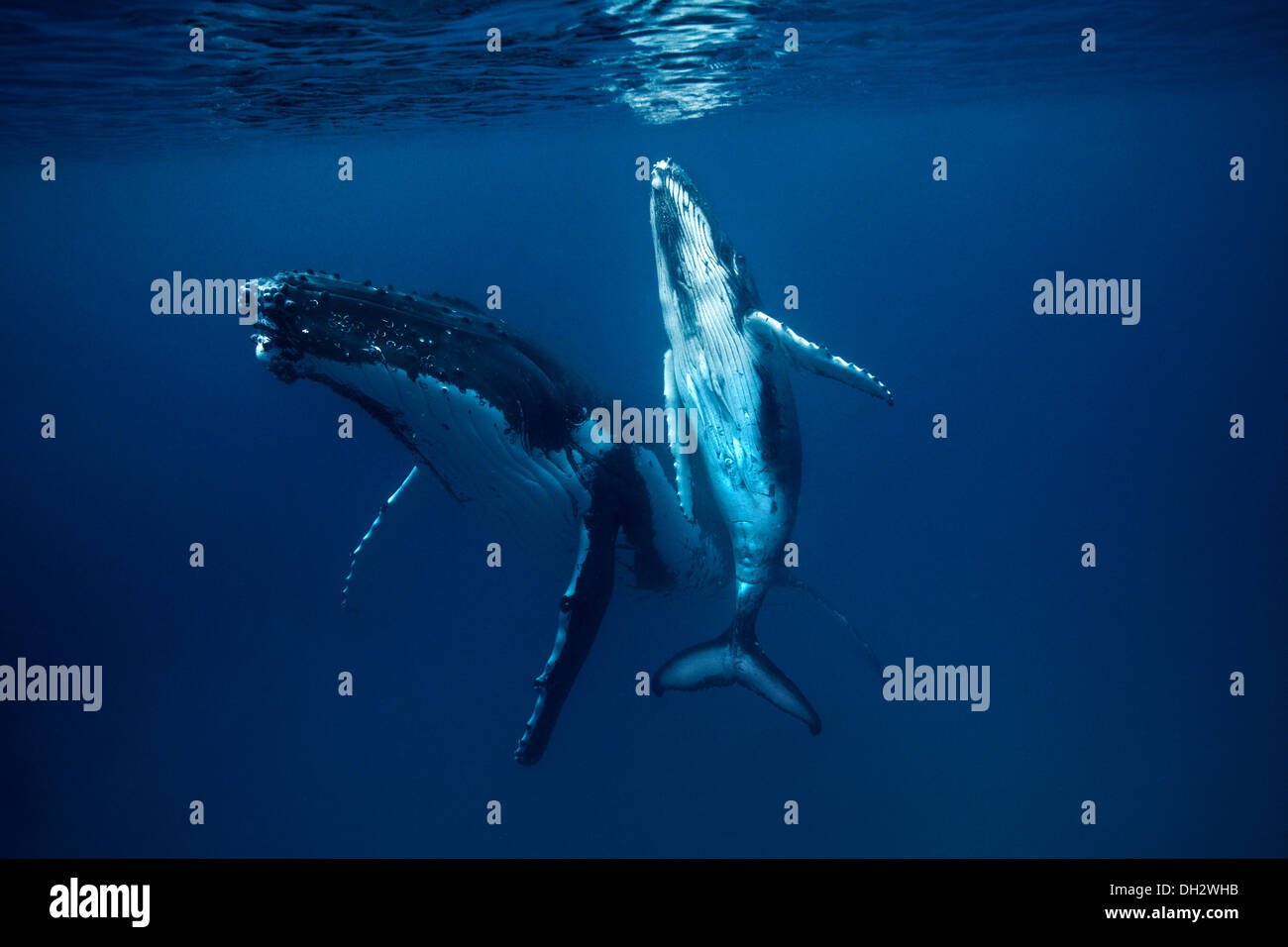 Baleine à bosse et son veau Banque D'Images