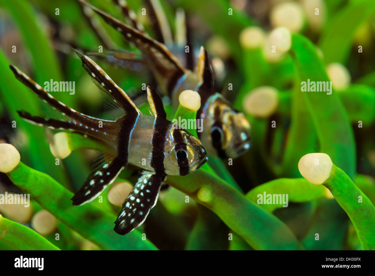 Le Poisson cardinal de Banggai, Pterapogon kauderni, Détroit de Lembeh, au nord de Sulawesi, Indonésie Banque D'Images