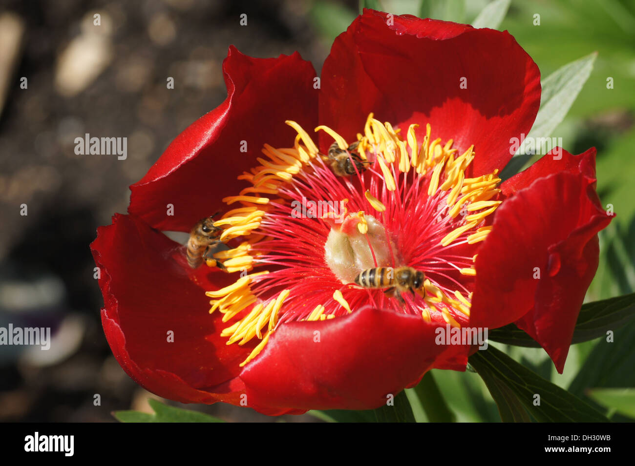 Pivoine Banque D'Images