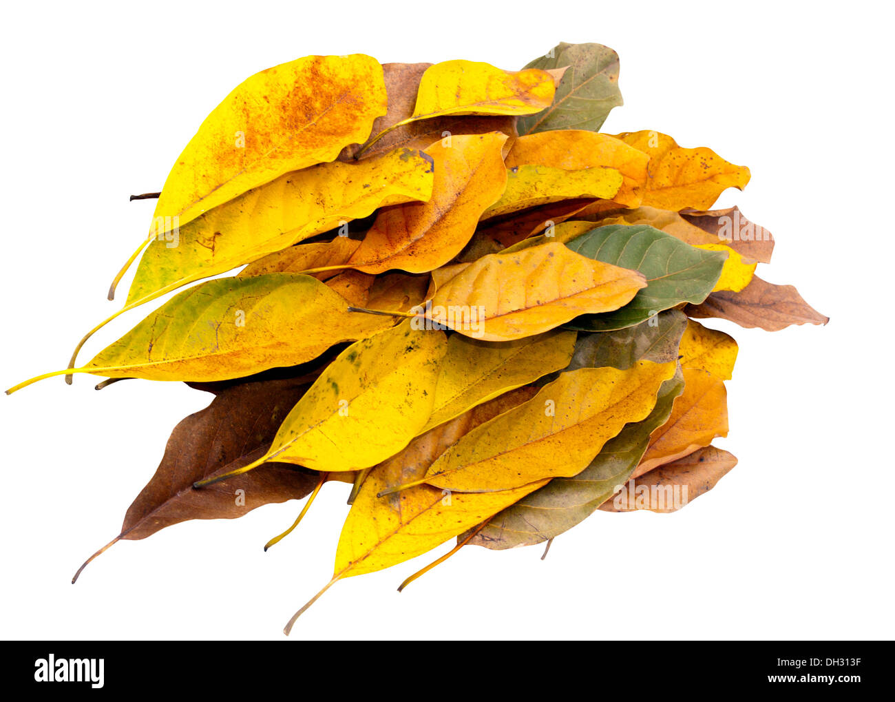 Tas de feuilles dans le vent vers la même destination Banque D'Images