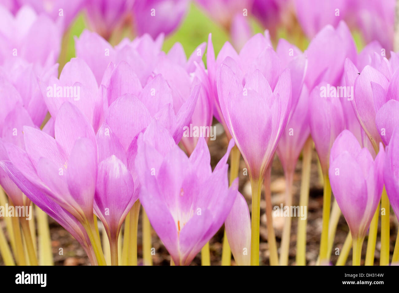 Close up des fleurs de Colchicum sp, les crocus d'automne, au début de l'automne dans un jardin anglais. Banque D'Images