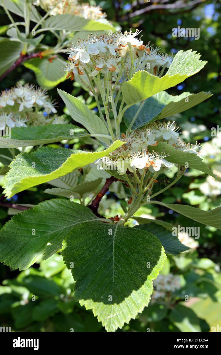 Sorbus aria Quercus palustris, Banque D'Images