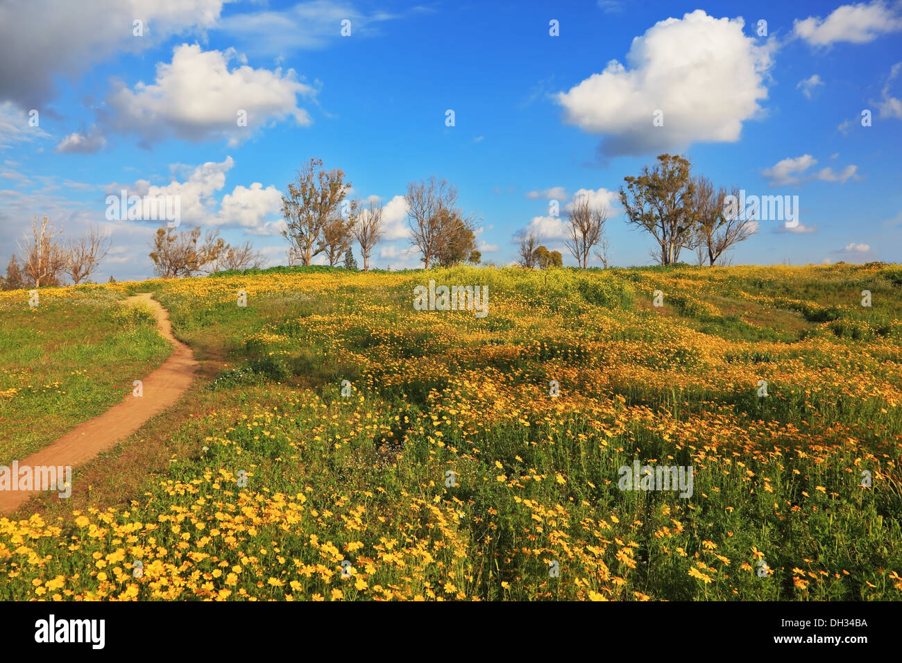 Dans la floraison du désert Banque D'Images
