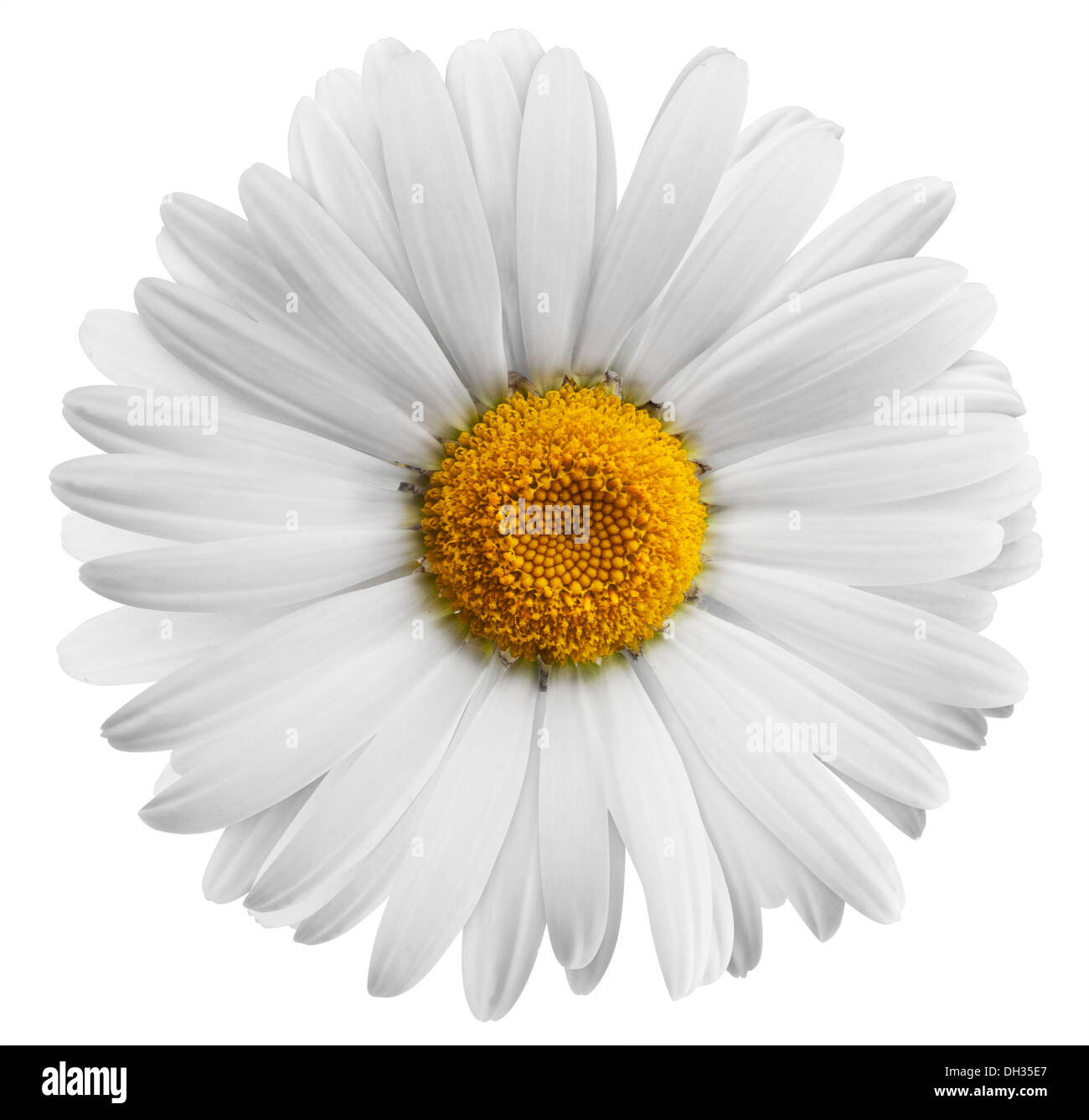 fleur Banque D'Images