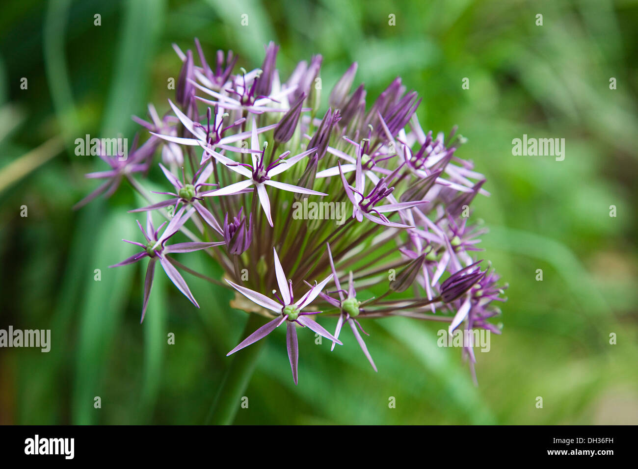 L'allium christophii. Fermer la vue de l'ombelle sphérique de fleurs en forme d'étoile. L'Angleterre, Chichester, West Sussex, Banque D'Images