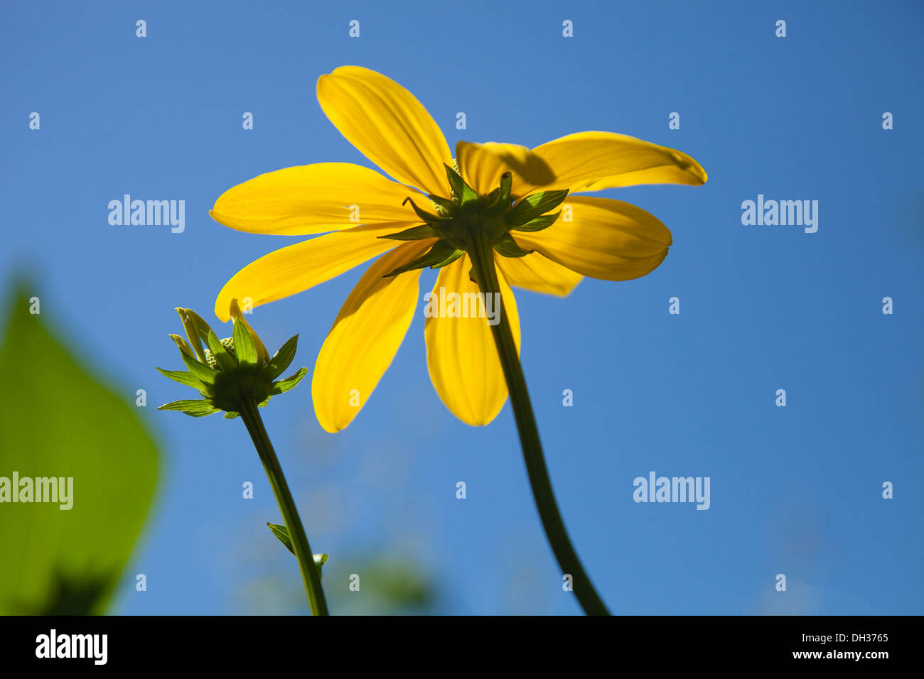 Cutleaf coneflower, Rudbeckia laciniata Herbstsonne. Deux fleurs sur fond de ciel bleu de pétales faites à l'ensoleillement. translucide Banque D'Images