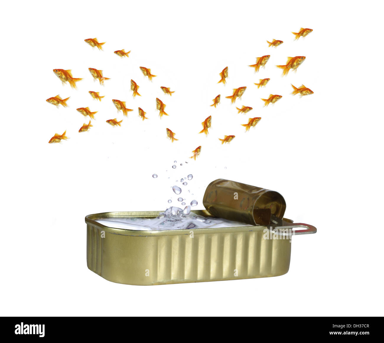 Banc de poissons sautant hors de l'eau Banque D'Images