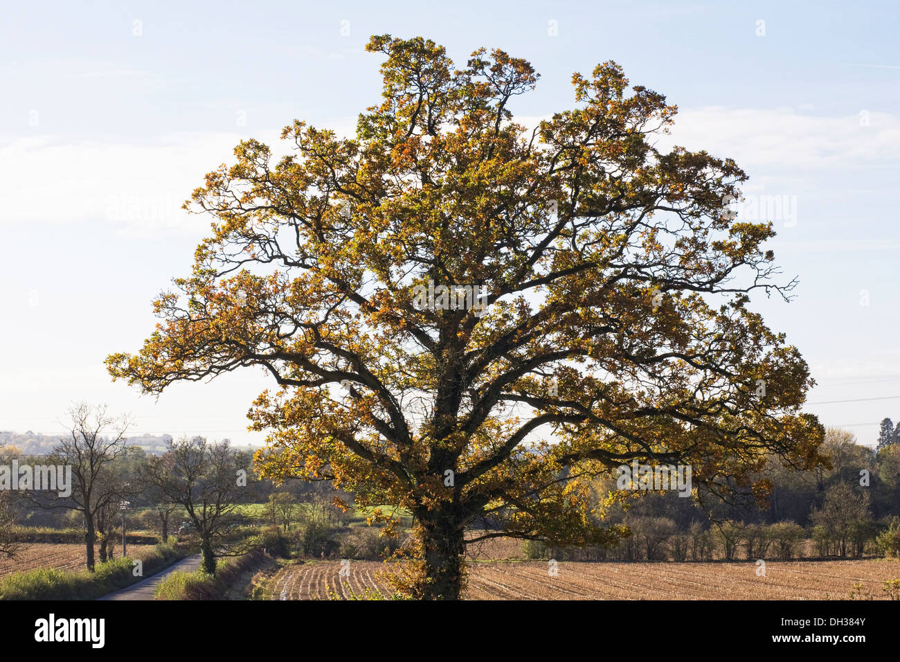 Arbre Quercus. Arbre de chêne d'automne dans la campagne du Northamptonshire. Banque D'Images