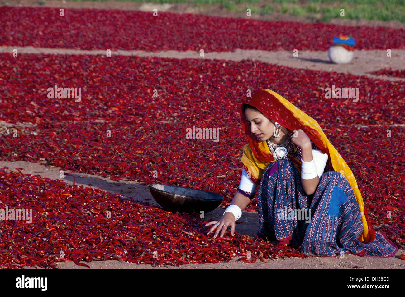 Rajasthani indien femme travaillant la collecte de piment rouge séché Jodhpur Rajasthan Inde M.# 786 Banque D'Images