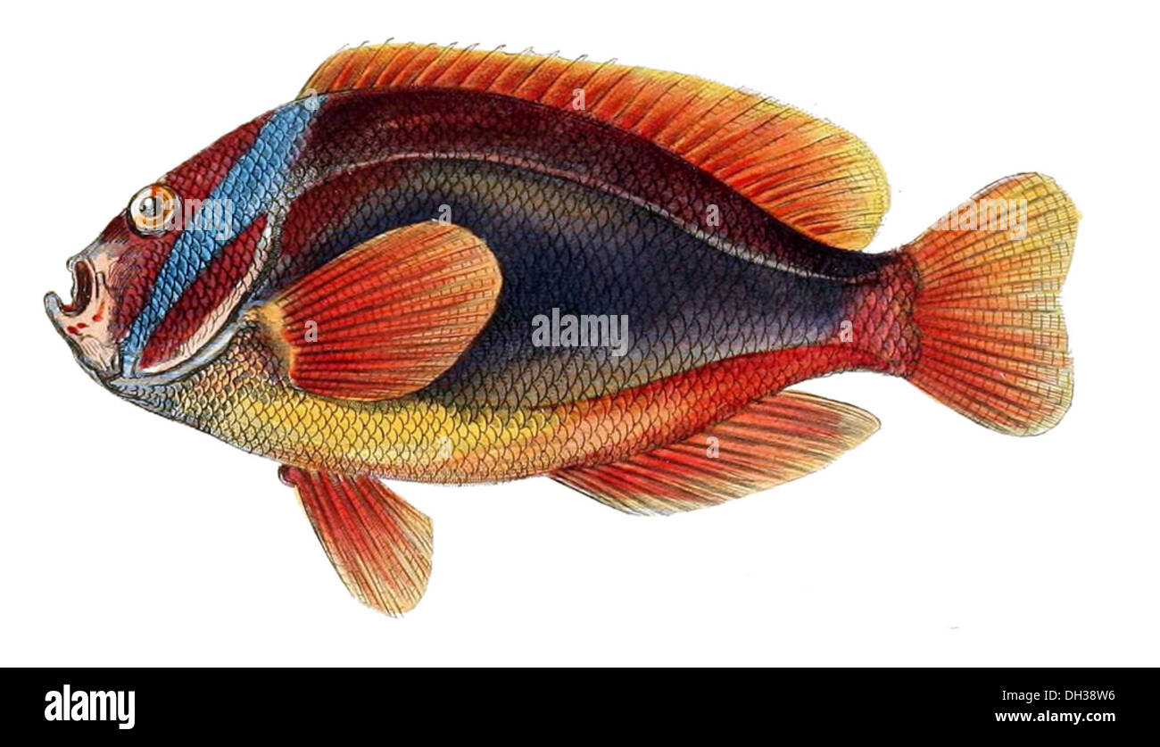 Amphiprion frenatus, connu sous le nom d'anémonefish de clown rouge, est une espèce de damoiselle trouvée dans la région Indo-Pacifique. Il forme une relation symbiotique avec les anémones de mer, offrant une protection mutuelle. Banque D'Images