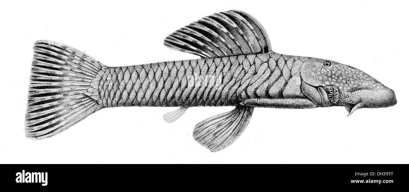 Chaetostoma Anomum est une espèce de poisson-chat blindé trouvée en Amérique du Sud, principalement dans le bassin amazonien. Il est reconnu pour son corps blindé distinctif et son mode de vie de fond dans les rivières d'eau douce. Banque D'Images