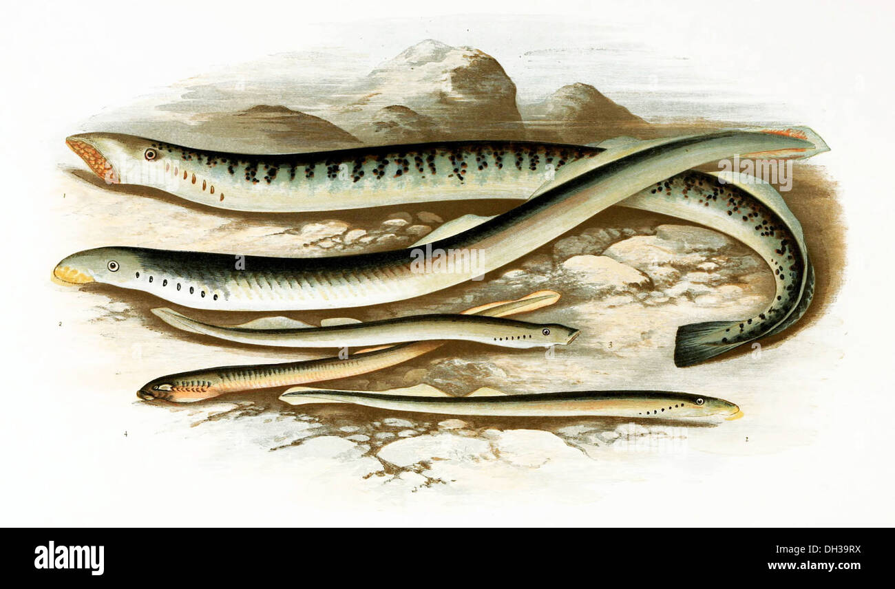 Les lamproies sont des poissons sans mâchoire avec un corps semblable à l'anguille, que l'on trouve dans les environnements d'eau douce et marins. Ils sont parasites de certaines espèces et sont connus pour leur structure buccale distinctive. Banque D'Images