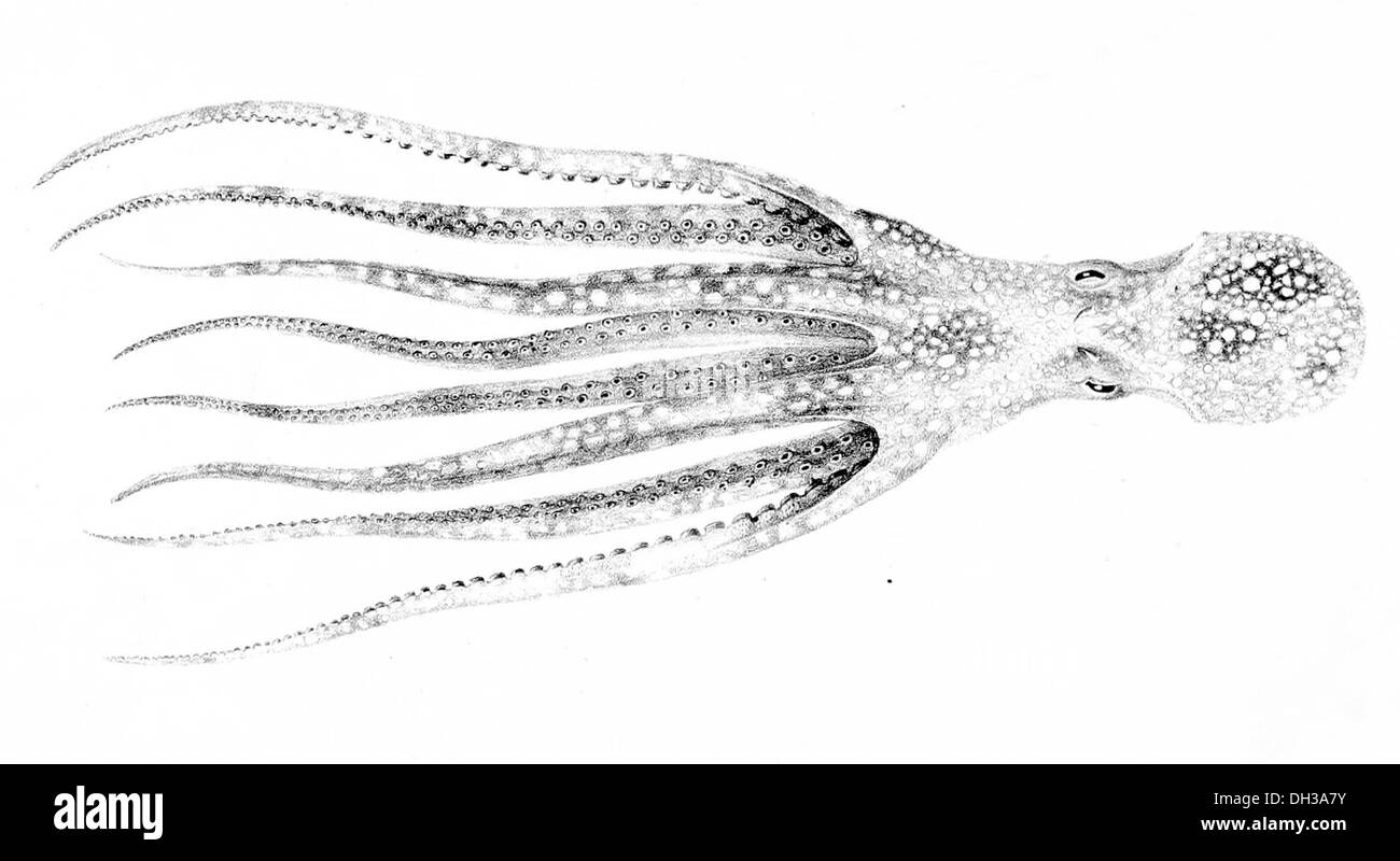 Octopus salutii est une espèce de poulpe que l'on trouve dans les milieux marins profonds, en particulier dans l'est de l'océan Atlantique. Il est connu pour sa capacité à changer de couleur et de texture, une adaptation clé pour le camouflage. Banque D'Images